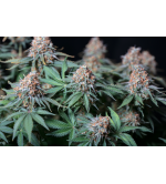 🪴 Moby Dick | Semillas de marihuana feminizadas | Compra en Seedstockers.es 🐿️