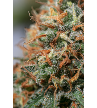 🪴 Moby Dick | Semillas de marihuana feminizadas | Compra en Seedstockers.es 🐿️