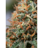 🪴 Moby Dick | Semillas de marihuana feminizadas | Compra en Seedstockers.es 🐿️