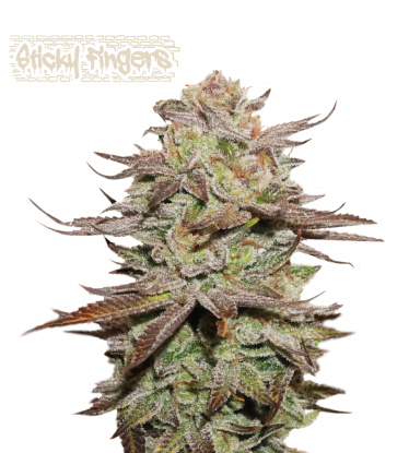 🪴 Sticky Fingers© | Semillas de marihuana autoflorecientes | Compra en Seedstockers.es 🐿️