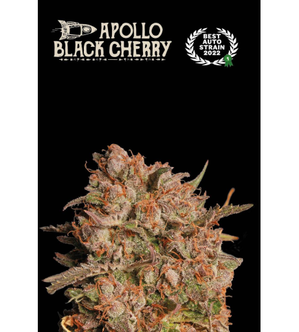 Apollo Black Cherry© Auto