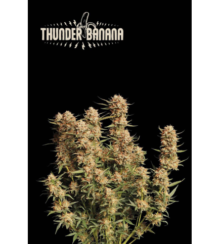 Thunder Banana© Auto