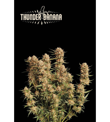 🪴 Thunder Banana© | Semillas de marihuana autoflorecientes | Compra en Seedstockers.es 🐿️