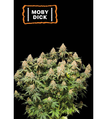 🪴 Moby Dick | Semillas de marihuana feminizadas | Compra en Seedstockers.es 🐿️