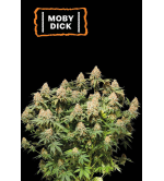 🪴 Moby Dick | Semillas de marihuana feminizadas | Compra en Seedstockers.es 🐿️