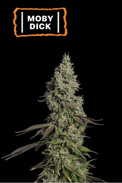 Jack Herer Auto semillas autoflorecientes de Greenhouse