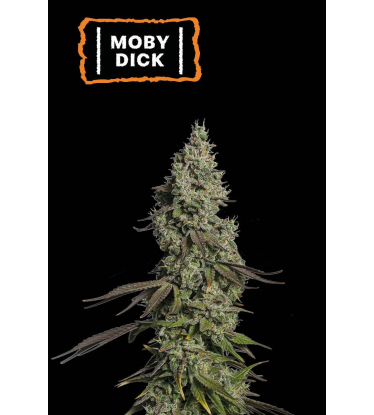 🪴 Moby Dick | Semillas de marihuana autoflorecientes | Compra en Seedstockers.es 🐿️