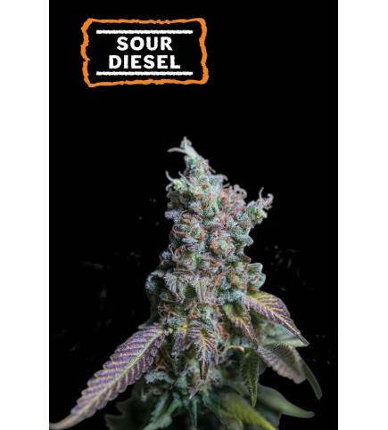 Sour Diesel Auto