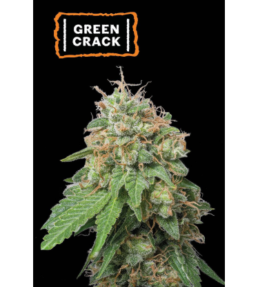 🪴 Green Crack | Semillas de marihuana autoflorecientes | Compra en Seedstockers.es 🐿️