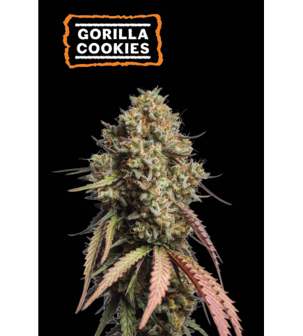 Gorilla Cookies Auto