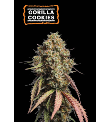 🪴 Gorilla Cookies | Semillas de marihuana autoflorecientes | Compra en Seedstockers.es 🐿️