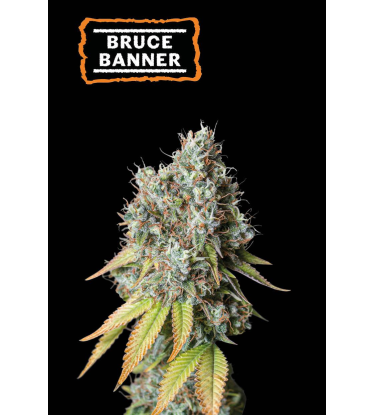 🪴 Bruce Banner | Semillas de marihuana autoflorecientes | Compra en Seedstockers.es 🐿️