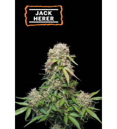 🪴 Jack Herer | Semillas de marihuana autoflorecientes | Compra en Seedstockers.es 🐿️