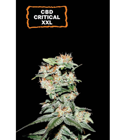 CBD Critical XXL©...