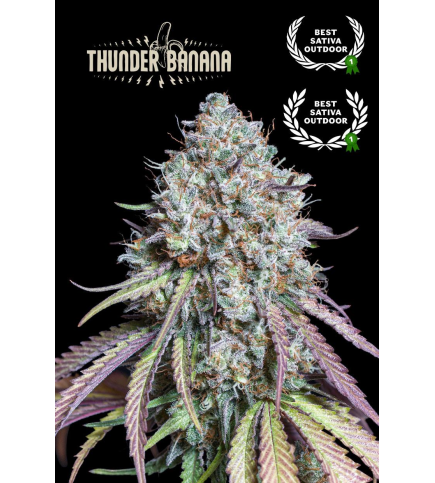 Thunder Banana© Fem