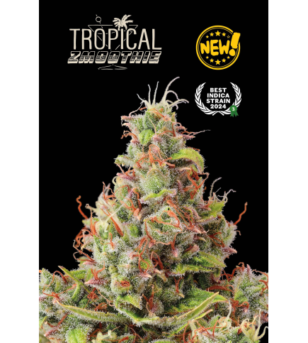 Tropical Zmoothie© Autoflower