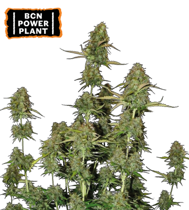 🪴 BCN Power Plant© | Semillas de marihuana autoflorecientes | Compra en Seedstockers.es 🐿️