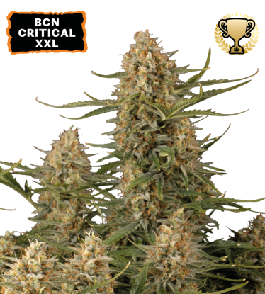 🪴 BCN Critical XXL© | Semillas de marihuana feminizadas | Compra en Seedstockers.es 🐿️