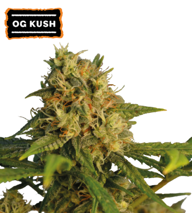 🪴 OG Kush | Semillas de marihuana feminizadas | Compra en Seedstockers.es 🐿️