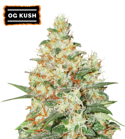 Semillas O.G. ⛰️  Kush Autoflorecientes【 Seedstockers Oficial 】