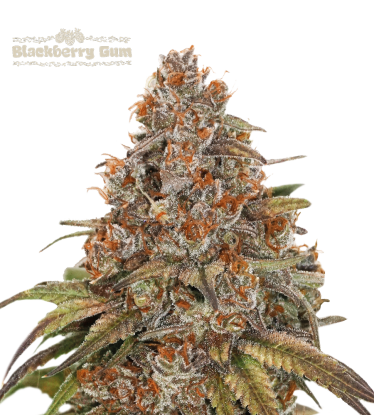 🪴 Blackberry Gum© | Semillas de marihuana autoflorecientes | Compra en Seedstockers.es 🐿️