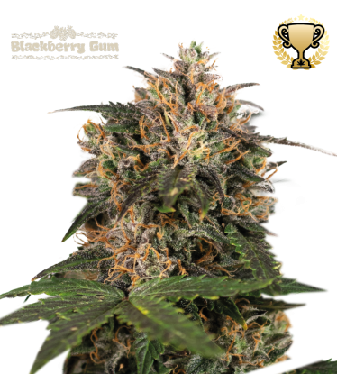 🪴 Blackberry Gum© | Semillas de marihuana feminizadas | Compra en Seedstockers.es 🐿️