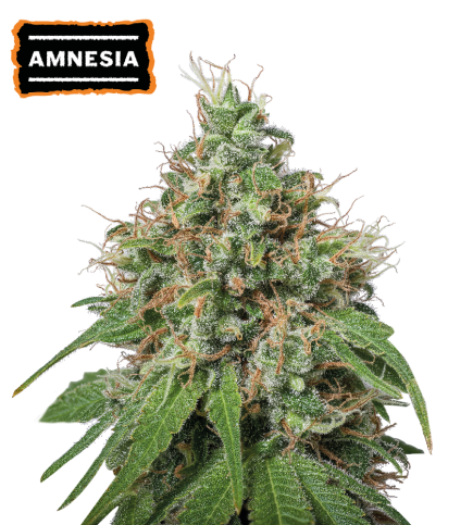 Semillas Amnesia ❤️ Feminizadas【 Seedstockers Oficial 】