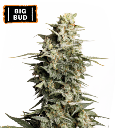 🪴 Big Bud | Semillas de marihuana feminizadas | Compra en Seedstockers.es 🐿️