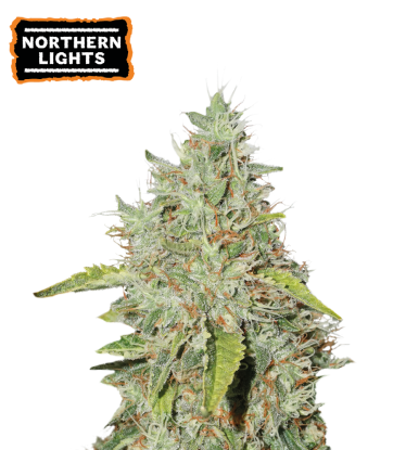 🪴 Northern Lights | Semillas de marihuana feminizadas | Compra en Seedstockers.es 🐿️