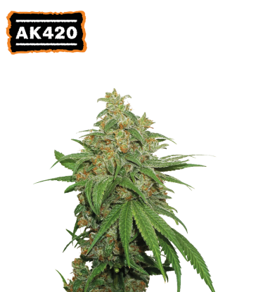 🪴 AK420 | Semillas de marihuana autoflorecientes | Compra en Seedstockers.es 🐿️