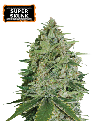 🪴 Super Skunk | Semillas de marihuana feminizadas | Compra en Seedstockers.es 🐿️