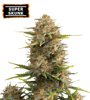🪴 Super Skunk | Semillas de marihuana autoflorecientes | Compra en Seedstockers.es 🐿️
