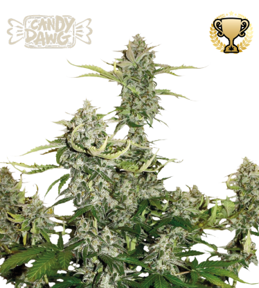 🪴 Candy Dawg© | Semillas de marihuana autoflorecientes | Compra en Seedstockers.es 🐿️
