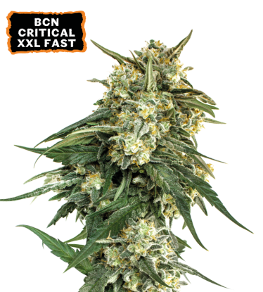 🪴 BCN Critical XXL© | Semillas Fast de marihuana | Compra en Seedstockers.es 🐿️