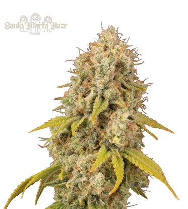🪴 Santa Marta Haze© | Semillas de marihuana feminizadas | Compra en Seedstockers.es 🐿️