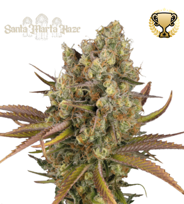 🪴 Santa Marta Haze© | Semillas de marihuana autoflorecientes | Compra en Seedstockers.es 🐿️