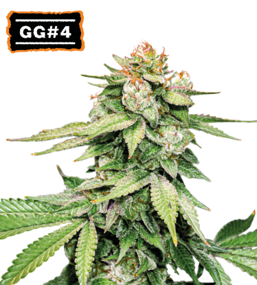 🪴 GG#4 (AKA Gorilla Glue) | Semillas de marihuana autoflorecientes | Compra en Seedstockers.es 🐿️