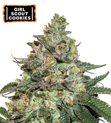 🪴 Girl Scout Cookies | Semillas de marihuana autoflorecientes | Compra en Seedstockers.es 🐿️