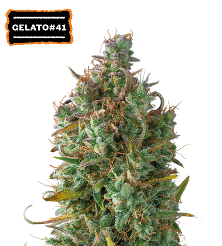 ▷ Semillas Gelato 41 Auto → 【 Seedstockers Oficial 】