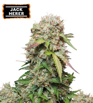 🪴 Jack Herer | Semillas de marihuana autoflorecientes | Compra en Seedstockers.es 🐿️
