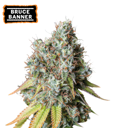 🪴 Bruce Banner | Semillas de marihuana autoflorecientes | Compra en Seedstockers.es 🐿️