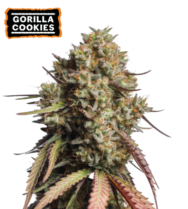 🪴 Gorilla Cookies | Semillas de marihuana autoflorecientes | Compra en Seedstockers.es 🐿️