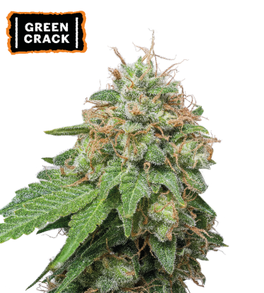 🪴 Green Crack | Semillas de marihuana autoflorecientes | Compra en Seedstockers.es 🐿️