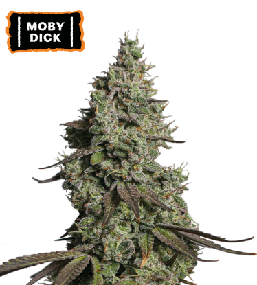 🪴 Moby Dick | Semillas de marihuana autoflorecientes | Compra en Seedstockers.es 🐿️