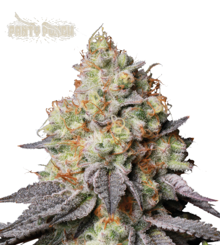 Buy Panty Punch Auto Exclusive Seeds Superior - Seedstockers