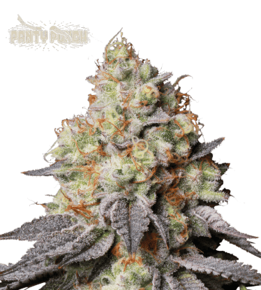 🪴 Panty Punch© | Semillas de marihuana autoflorecientes | Compra en Seedstockers.es 🐿️