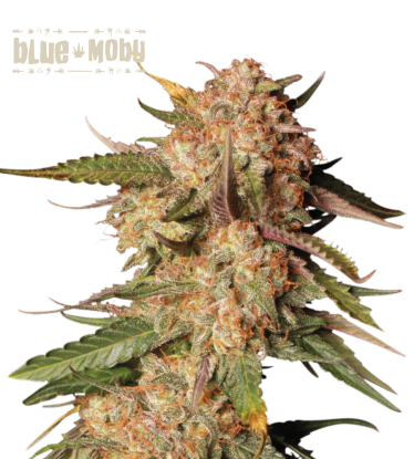🪴 Blue Moby© | Semillas de marihuana autoflorecientes | Compra en Seedstockers.es 🐿️