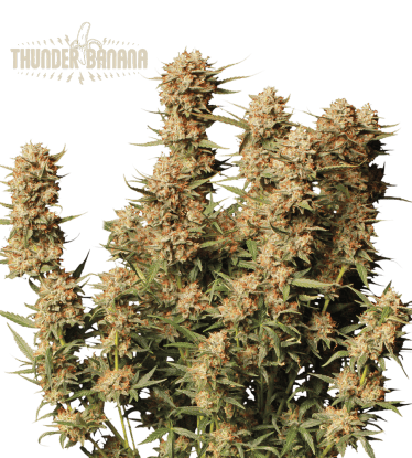 🪴 Thunder Banana© | Semillas de marihuana autoflorecientes | Compra en Seedstockers.es 🐿️
