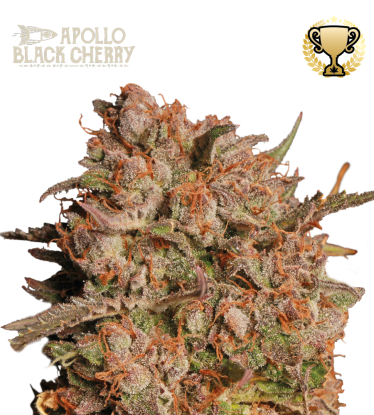 🪴 Apollo Black Cherry© | Semillas de marihuana autoflorecientes | Compra en Seedstockers.es 🐿️