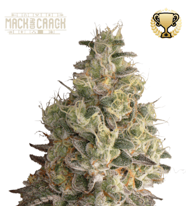 🪴 Mack and Crack© | Semillas de marihuana autoflorecientes | Compra en Seedstockers.es 🐿️